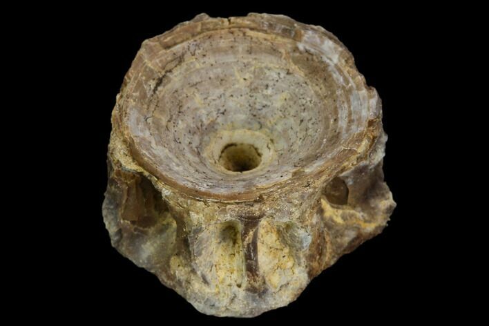 Fossil Fish (Ichthyodectes) Vertebra - Kansas #127861